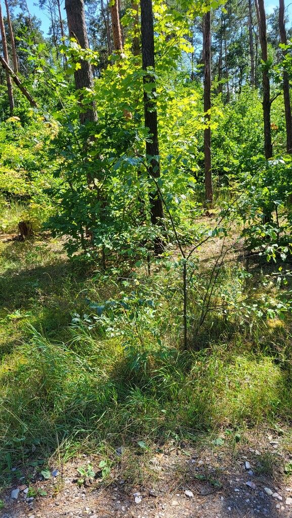 Działka budowlana 2122 m2 Warszawa Radość