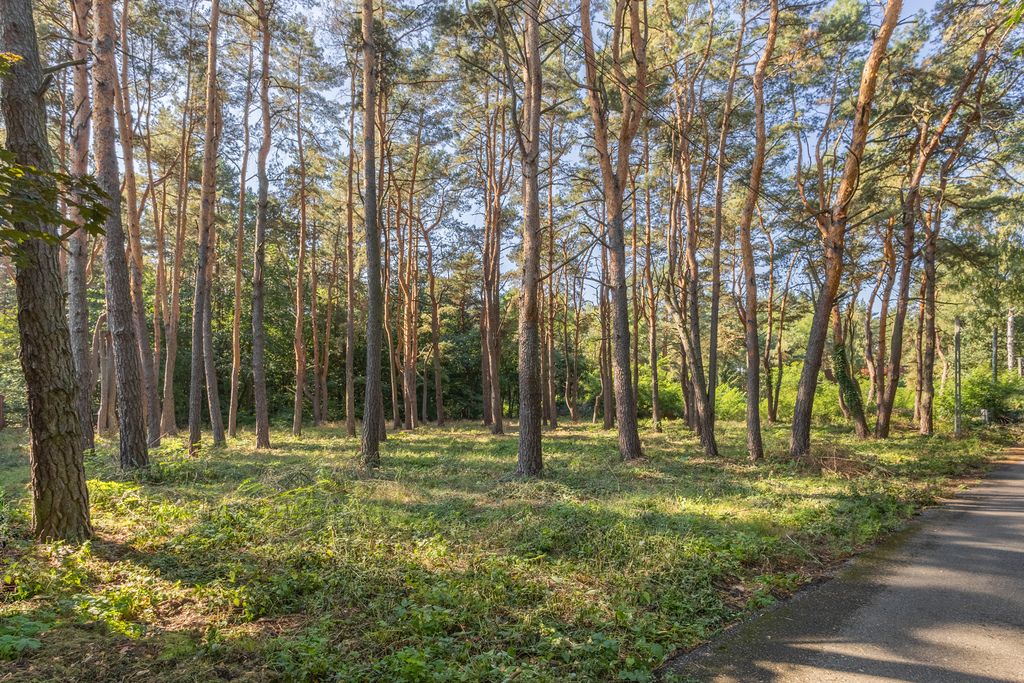 Radość  Piękna działka – 1813 m2  Starodrzew