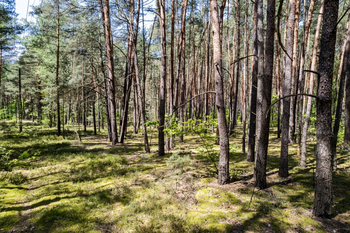 Działka w Wildze – rodzinny azyl z dala od miasta