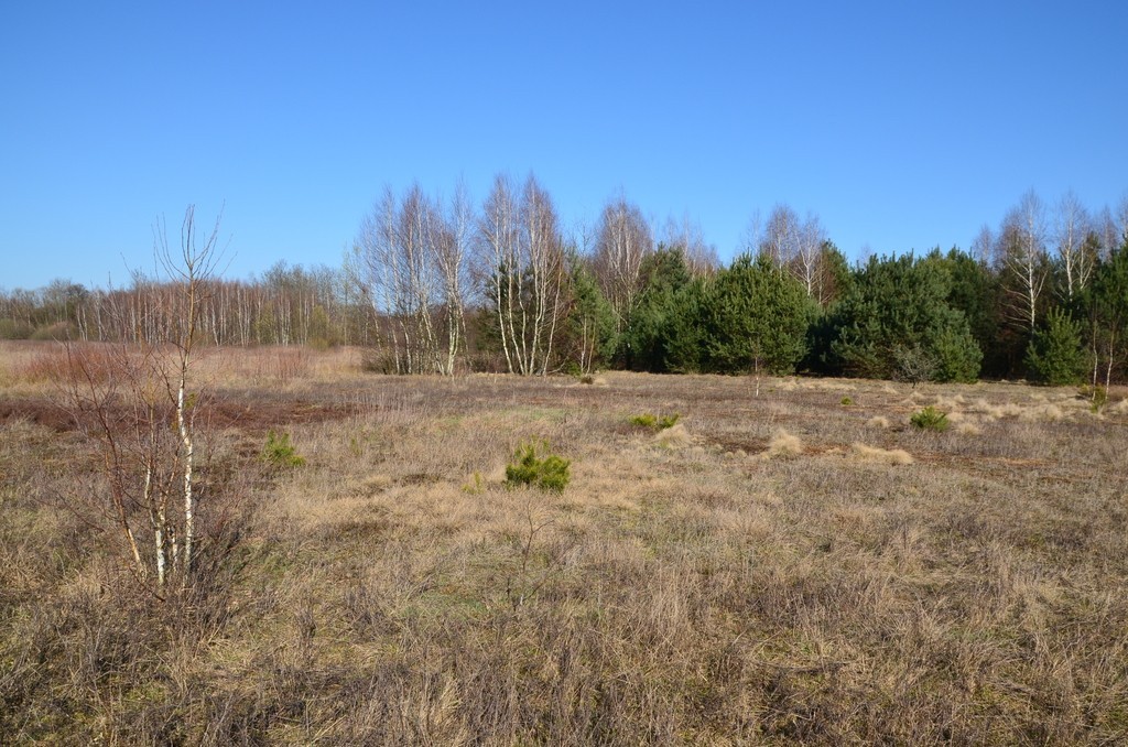 3124 m2 cicha i spokojna okolica, las