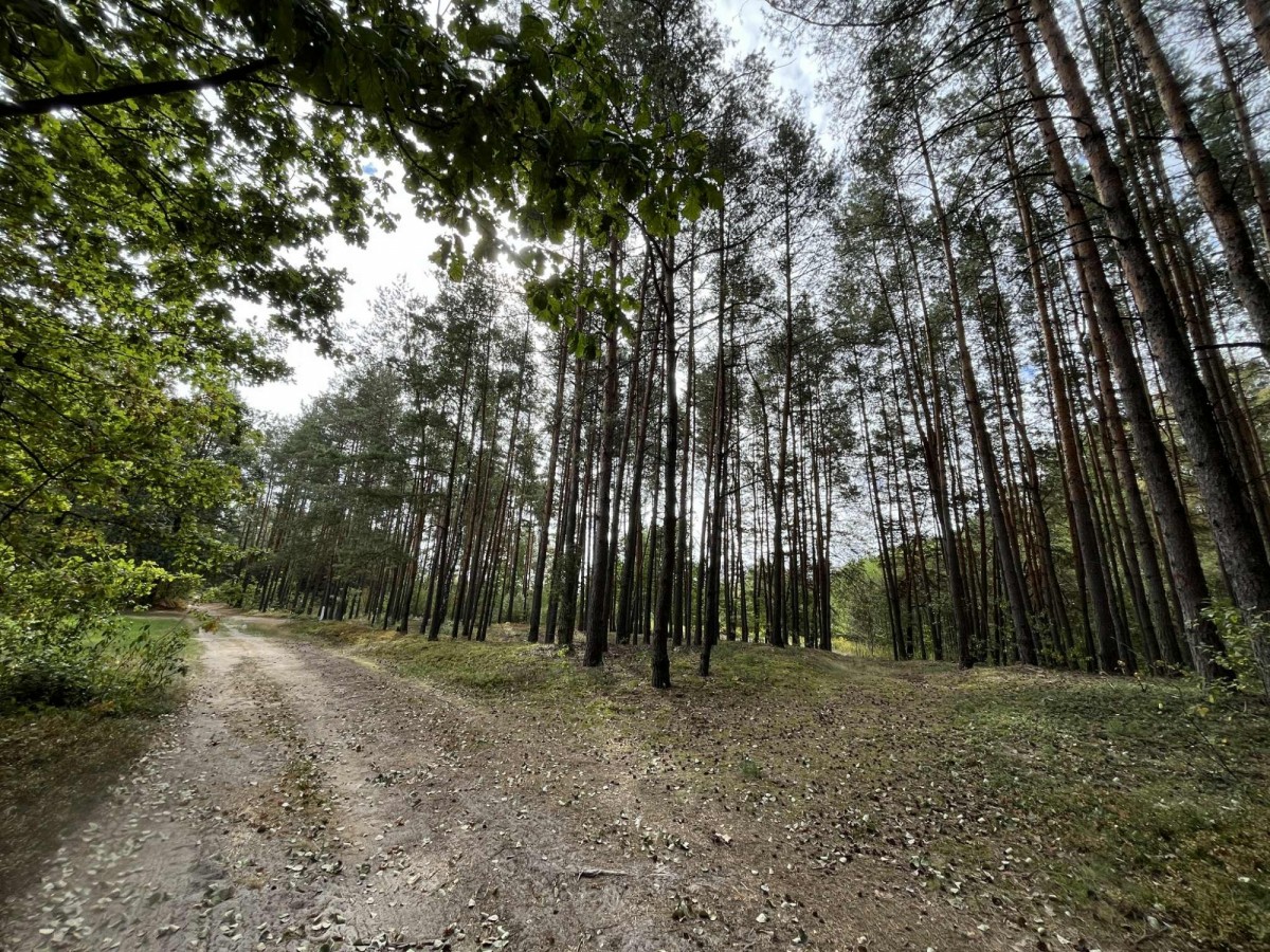 Działka rolna z samosiejkami