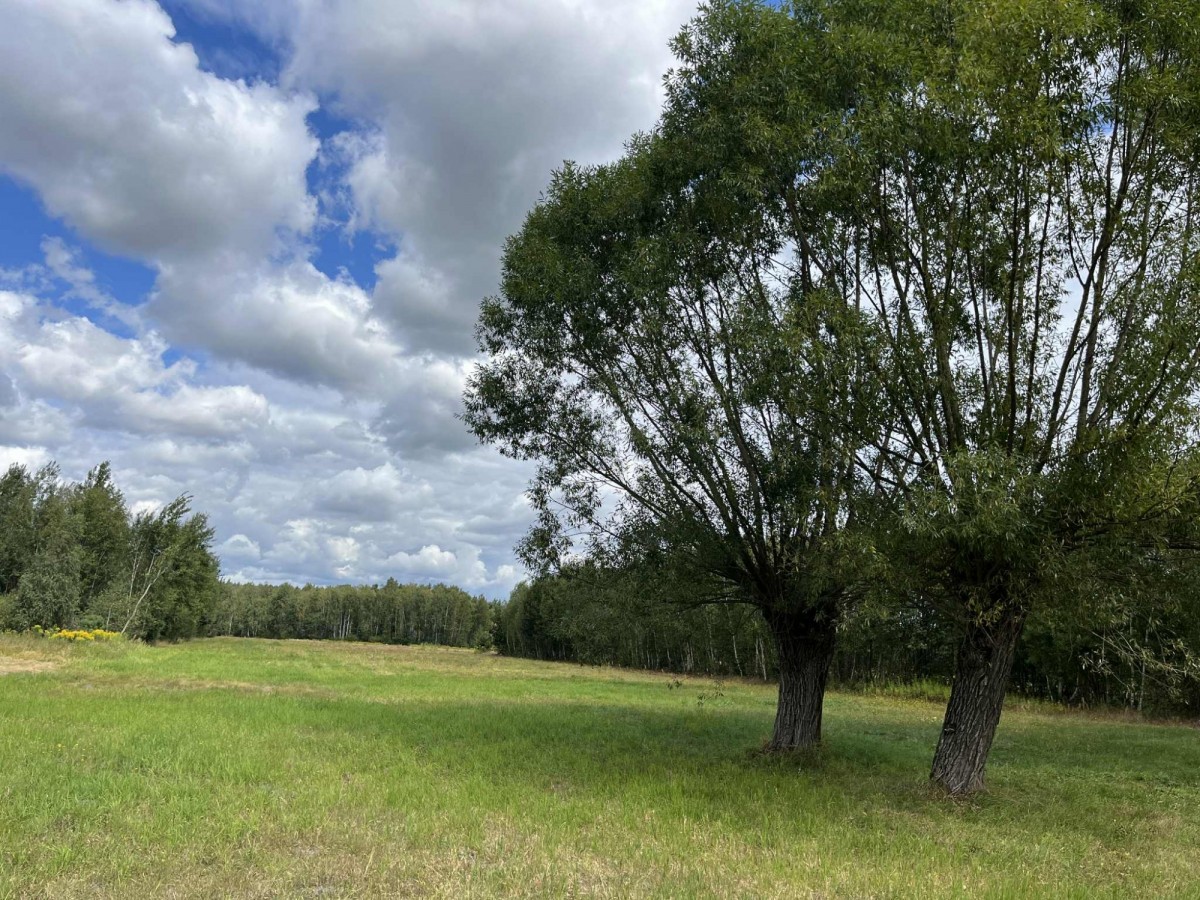 Działka siedliskowa w Pustelniku