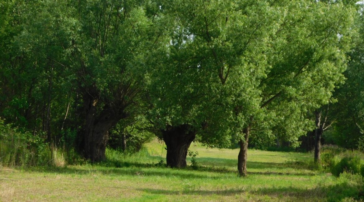 23853801