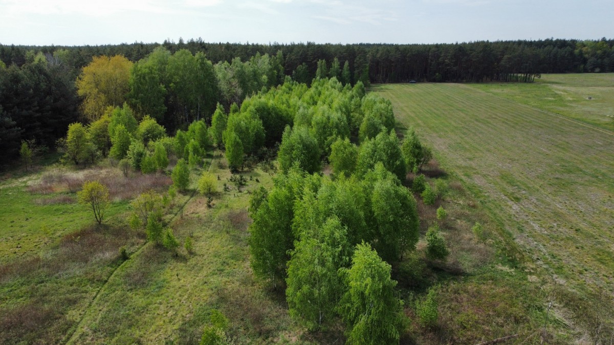 Piękna, duża, działka z potencjałem – Czarny Las
