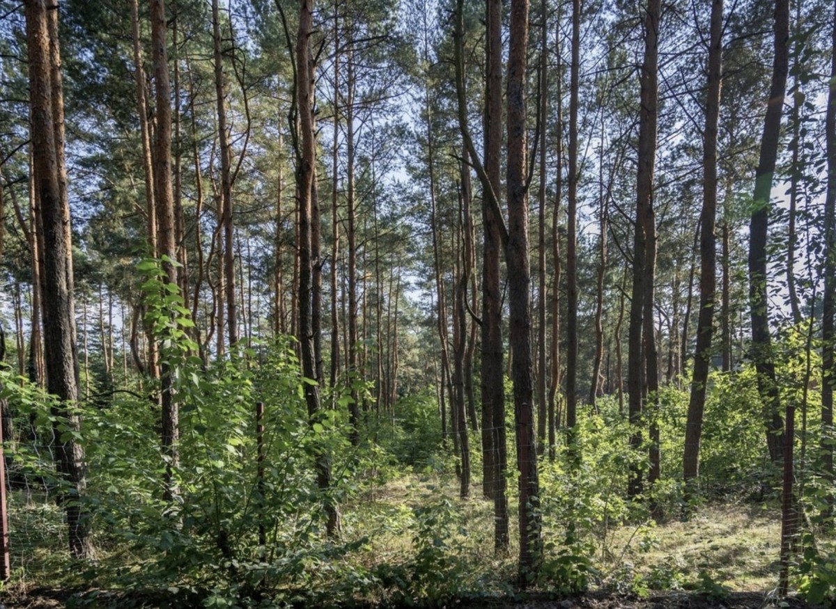 Działka pod rezydencję | Międzylesie