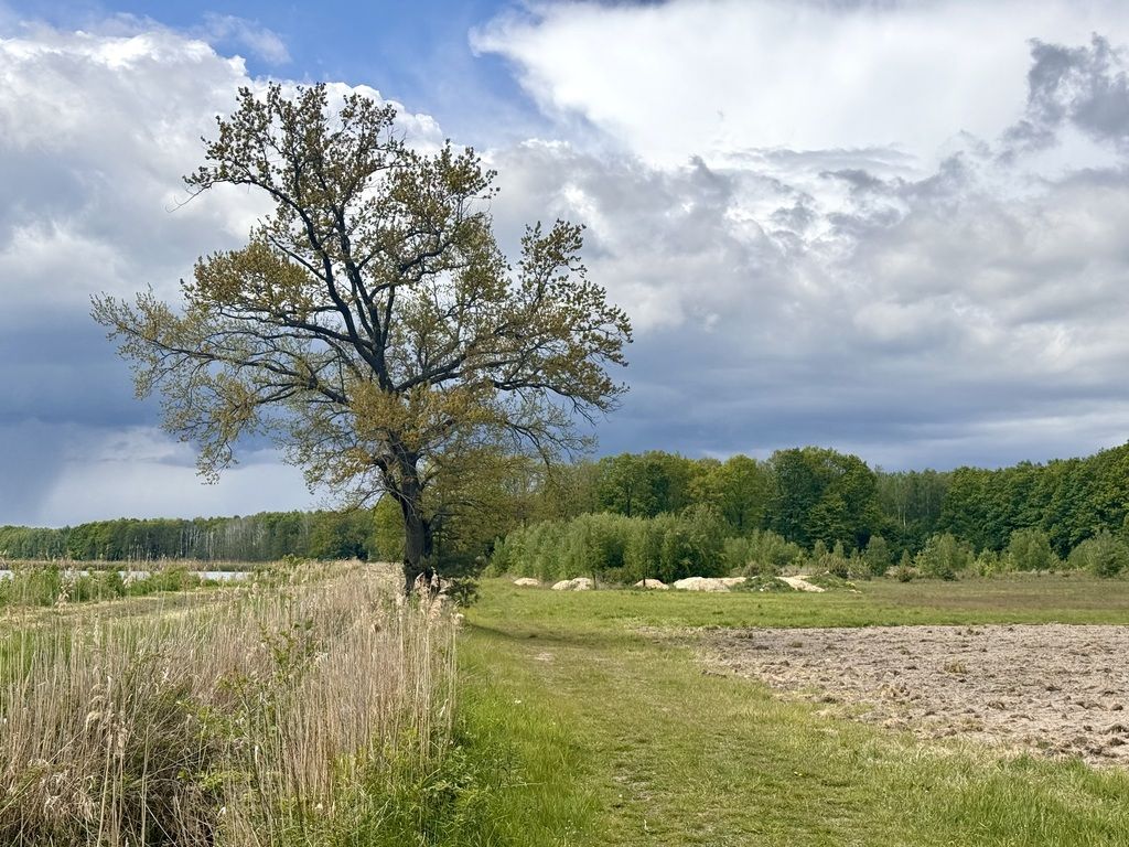 Działka, Grzegorzewice, oaza spokoju, pow. 12059m2