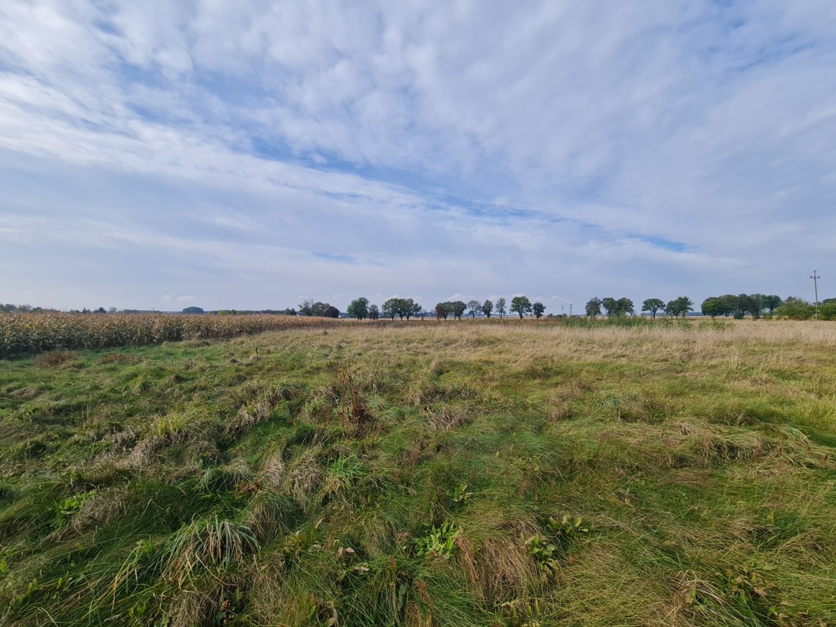 Lipa  – Na sprzedaż