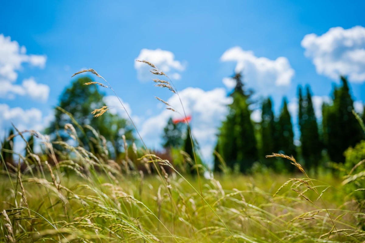 Działka letniskowa Młynarze,  Bug i Fiszor
