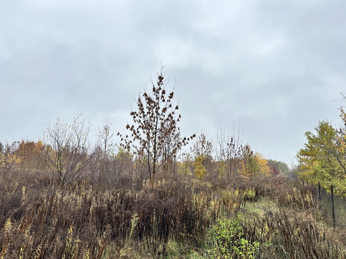 Działka 4070 m² z możliwością zabudowy