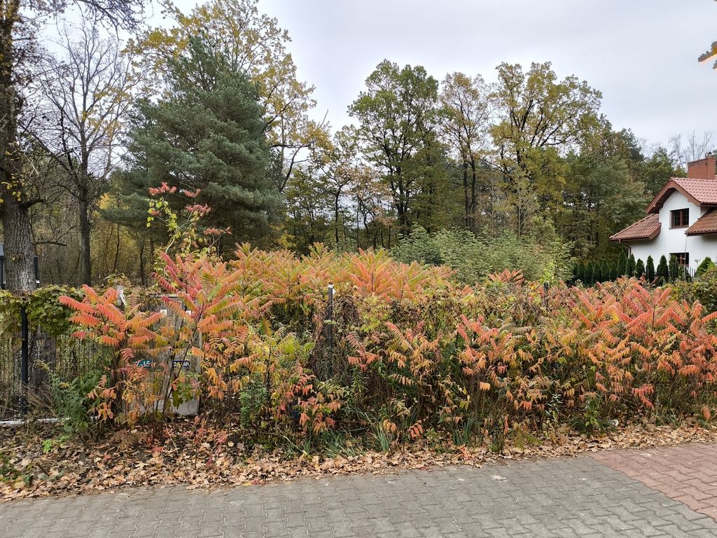 Działka w otulinie lasu – Stara Miłosna