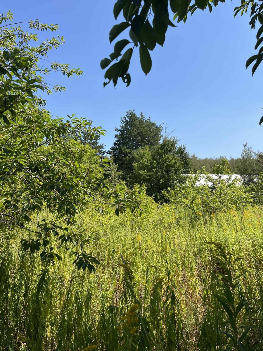 Łoś  – Na sprzedaż