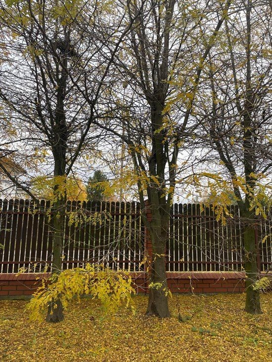 Piastów, ul. Józefa Ignacego Kraszewskiego