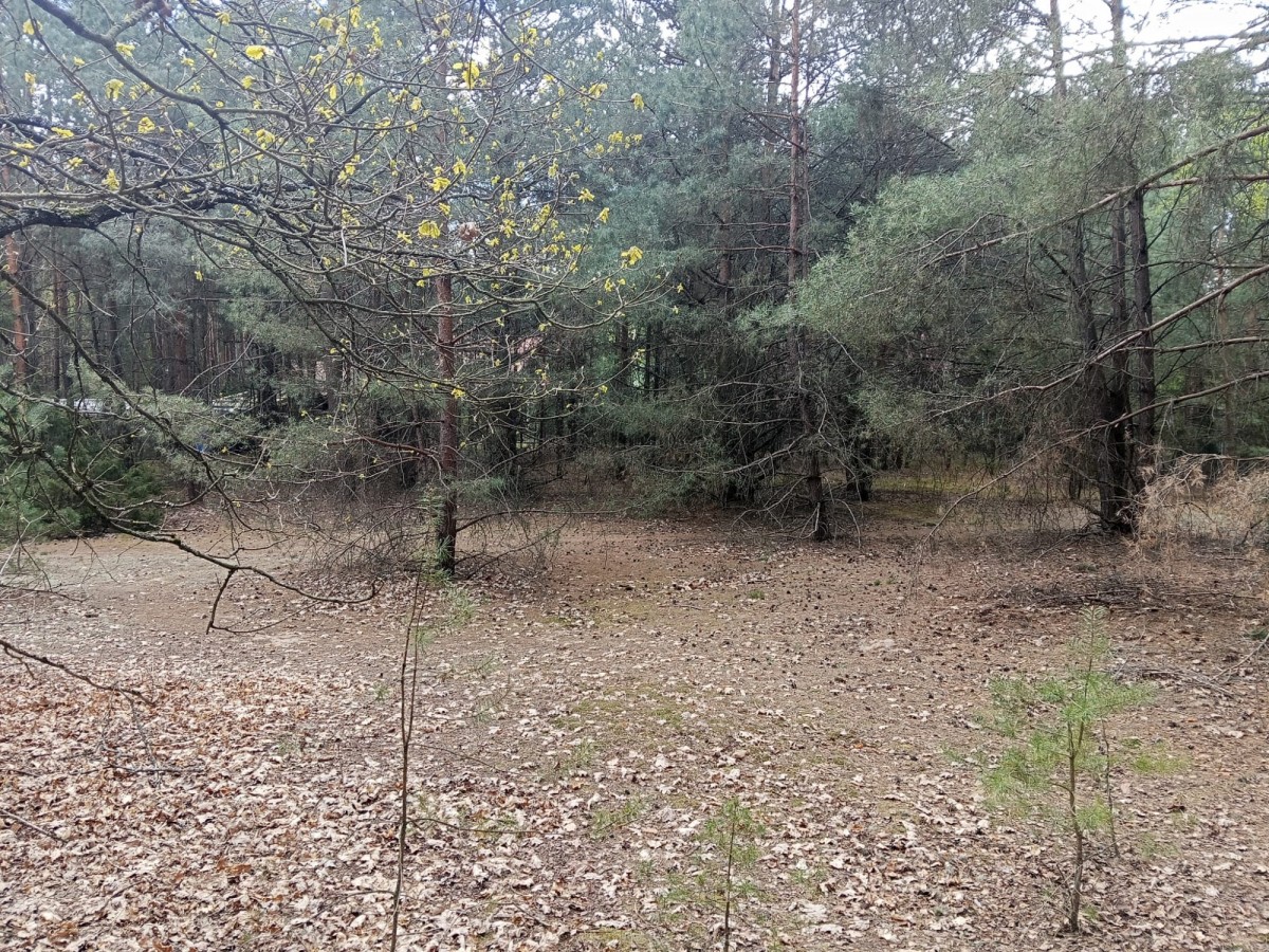 Działki rekreacyjne w Dzbądz – prąd, las, Narew