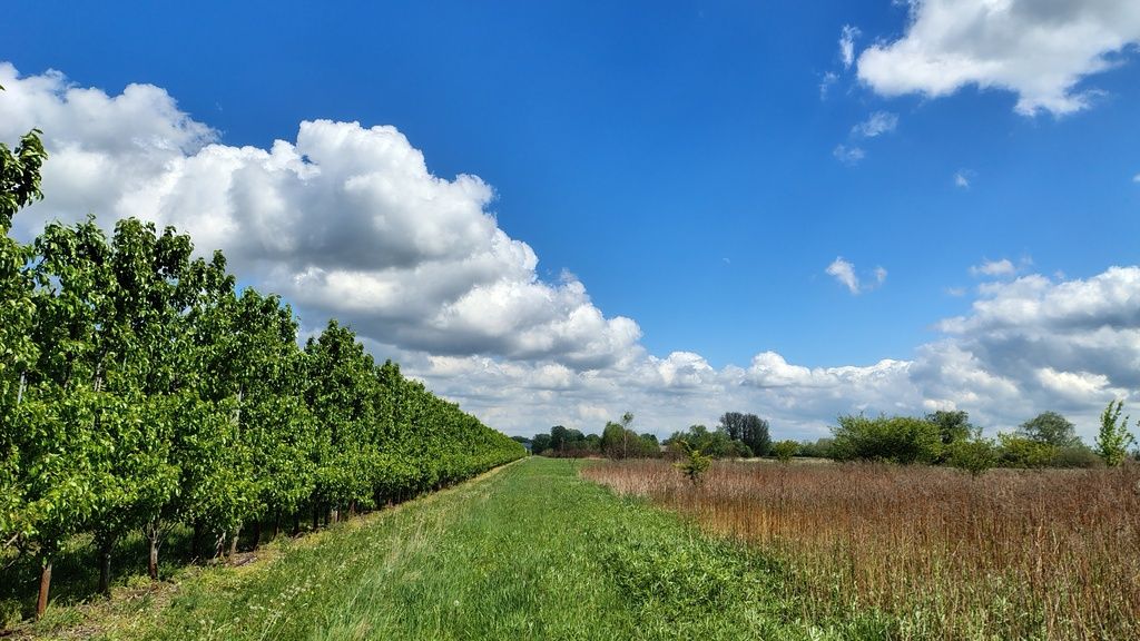 Okazja Gm. Konstancin 5 działek po 3000m – rolna