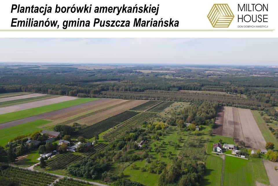 Dom, gospodarstwo rolne, plantacja borówki